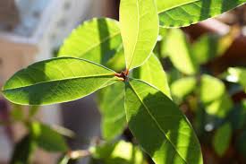 Money trees, also called jade plants or jade trees (crassula argentea), are popular houseplants because of their size and longevity. Growing Bay Leaf Plant From Cuttings Seed Propagation Gardening Tips