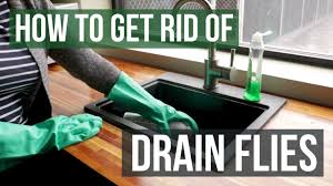 how to get rid of drain flies youtube