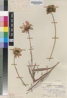 Image result for Berkheya zeyheri