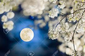 Night blooming flowers are an integral part of lawns and gardens. Full Moon And Pear Flower At Night Stock Photo Picture And Royalty Free Image Image 70302768