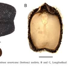 Image result for Cantinoa americana