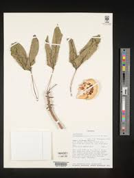 Image result for Cladostemon kirkii