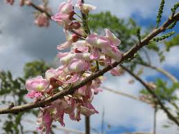 Image result for Gliricidia