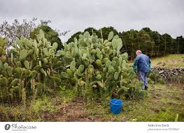 Prickly pear cactus represent about a dozen species of the opuntia genus (family cactaceae) in the north american deserts. Man Peeling Sweet Pear Cactus A Royalty Free Stock Photo From Photocase