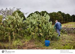 Prickly pear cactus represent about a dozen species of the opuntia genus (family cactaceae) in the north american deserts. Man Peeling Sweet Pear Cactus A Royalty Free Stock Photo From Photocase