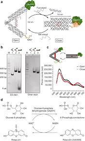 We use cookies and similar technologies to run this website and help us understand how you use it. A Dna Tweezer Actuated Enzyme Nanoreactor Nature Communications