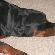 There are a variety of infections your puppy could have contracted. How To Take Your Dog S Temperature At Home And Ease Fevers Pethelpful