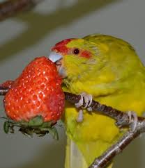 Parrots can eat any kind of fruit including apples, oranges, pears, apricots, melons, strawberries, tangerines, grapefruits and bananas, among others. Can Parakeets Eat Fruit List Of Fruit For Parakeets Psittacology