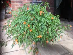 Image result for Begonia sutherlandii