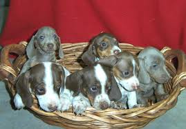 They are all looking for a loving forever home. Piebald Miniature Dachshund Puppies Picture Dog Breeders Guide