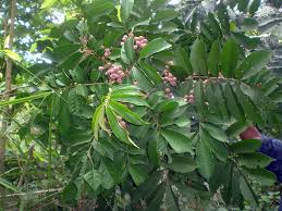 Image result for Trichilia