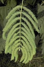 Image result for Entada abyssinica