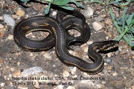 Sign in to suggest organism id. Nerodia Clarkii The Reptile Database