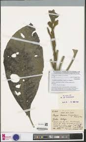 Image result for Vernonia conferta