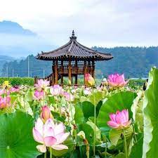 Apakah daun teratai tumbuh tegak? 8 Manfaat Bunga Teratai Salju Untuk Kesehatan Tubuh Hot Liputan6 Com