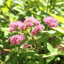 Image result for Spiraea