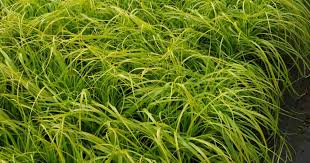 Image result for Carex brassii
