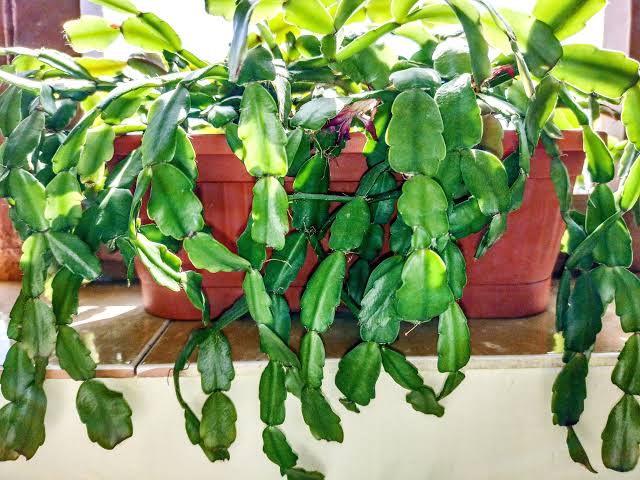 6 Easy Fixes for a Drooping Christmas Cactus