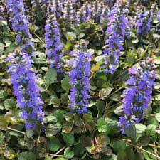 Image result for Ajuga