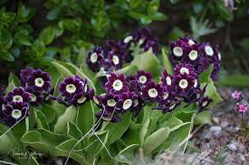 Image result for Primula x pubescens