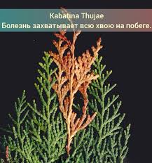 Image result for kabatina thujae