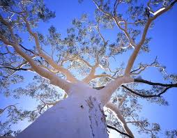Image result for river white gum tree