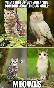 The Combination Of A Cat And An Owl Cute Creatures Cute Animals Funny Animals