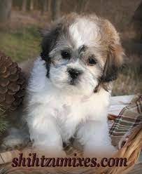 Teddy Bear Puppies Teddy Bear Puppies Shichon Puppies Shichon Puppies For Sale