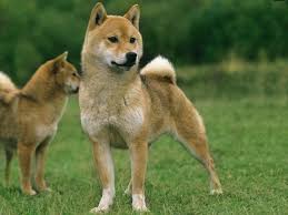 Téléchargez cette image gratuite à propos de chiot eurasier tête museau de la vaste bibliothèque d'images et de vidéos du domaine public de pixabay. Shiba Inu Caractere Prix Alimentation Sante Fiche Race Chien