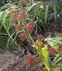 Image result for Nesogenes madagascariensis