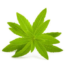 Image result for Aloysia citrodora