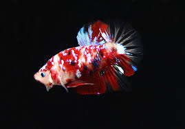 Cửa Hang Ca Ca Betta Koi Galaxy Betta Rồng Chợ Ca Mekong