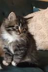SIBERIAN VIRGINIA - Siberian Cats