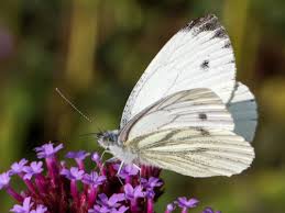 Image result for Pieris napi