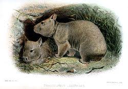 Image result for Southern hairy-nosed wombat