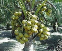 Cara tanam kelapa agar cepat berbuah dan syarat pertumbuhannya. 12 Cara Budidaya Tanaman Kelapa Hibrida Ilmu Pertanian