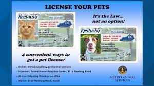 You'll need to provide a copy of your dog's current rabies certificate and proof of them being spayed or neutered. Lmas Announces Amnesty For Pet Licensing The Month Of January Whas11 Com