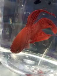 Betta Fish Tail Types Japanesefightingfish Org Betta Betta Fish Fish Pet
