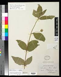 Image result for Lantana ukambensis