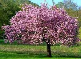 Know All The Magnolia Tree Care And Facts Including Magnolia Tree Types Magnolia Fertilizer And How To Magnolia Trees Magnolia Tree Types Magnolia Soulangeana