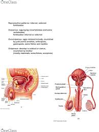 Npb 101 Lecture Notes Fall 2017 Lecture 44 Male Reproductive System Male Accessory Gland Reproductive System