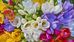 We all have that best friend who we know is going to be there forever. Freesia Colorful Flowers Family Iridaceae Symbolizes Innocence And Friendship Except In The Garden Growing In The Wild Wallpapers13 Com