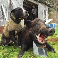 Hog hunting with dogs is steeped in tradition because humans have been using dogs to hunt and capture prey for decades. Hog Hunting In Central Louisiana Home Facebook