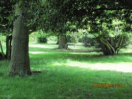 Dianne Lang Walking gently and living authentically