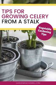 See full list on wikihow.com Can I Grow Celery From A Stalk Gardening Channel