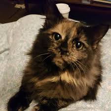 Continue to 3 of 6 below. Mabel Lost Female Cat Tortoiseshell Calico Longhair London Lost Pets