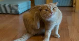 Sebelum menghilangkan kutu kucung, anda harus tahu cara mengidentifikasi bahwa kucing anda diserang kutu kucing. Rawat Masalah Kutu Pada Kucing Dengan Semburan Bahan Ni Mudahnya Keluarga