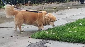 This Is Max A Half Golden Retriever And Half Corgi Check Out His Tiny Legs And Huge Body Aww