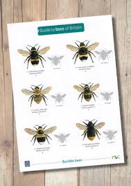 bees of britain laminated id chart steven cheshires