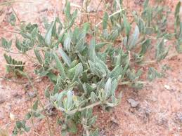 Image result for Blepharis integrifolia